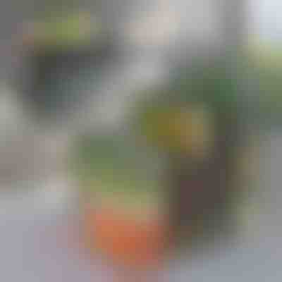 Box na organizovanie chladničky | FRESHDISH