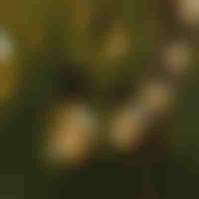 Svetelná reťaz LED žiaroviek | YARDBULBS